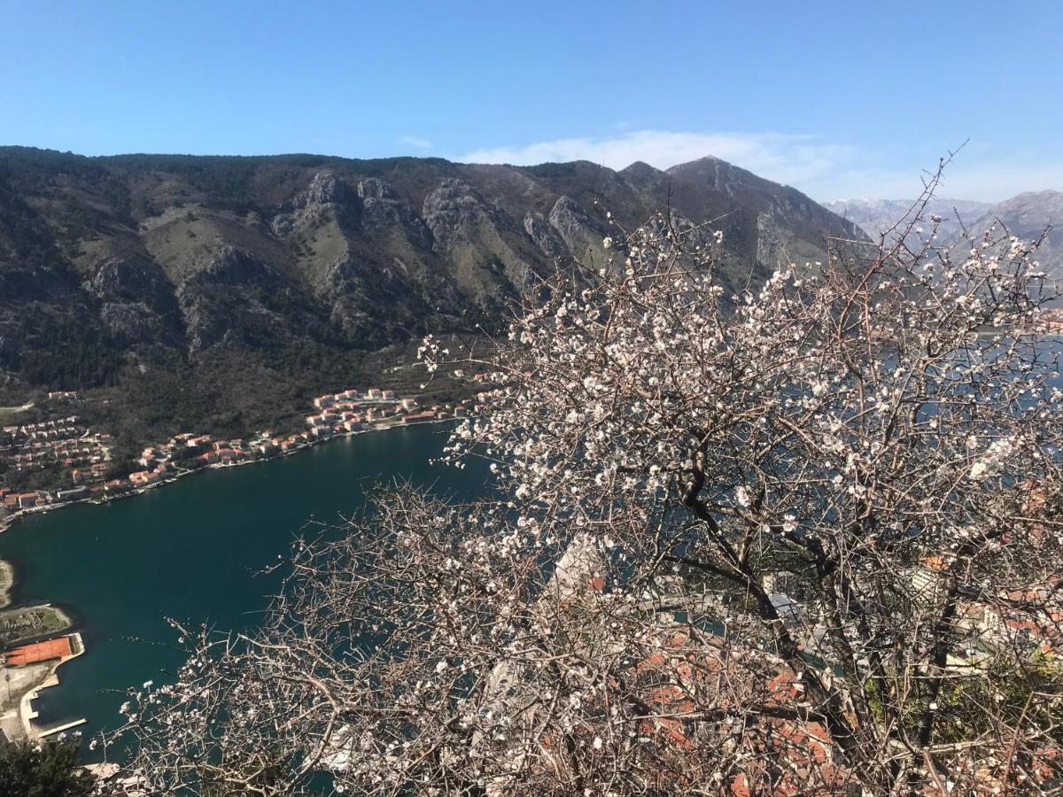Romantic Rooftop View Hideaway- Old Town Nr 404 Kotor Exteriör bild